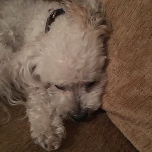 Meet your Posher, Joy